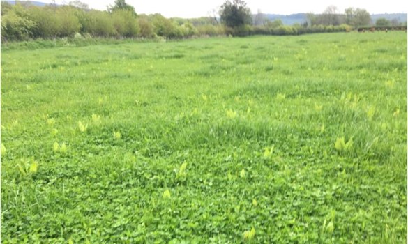 Field with herbal leys